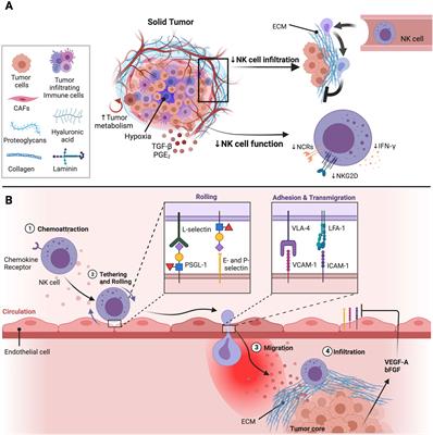 Charting a killer course to the solid tumor: strategies to recruit and activate NK cells in the tumor microenvironment
